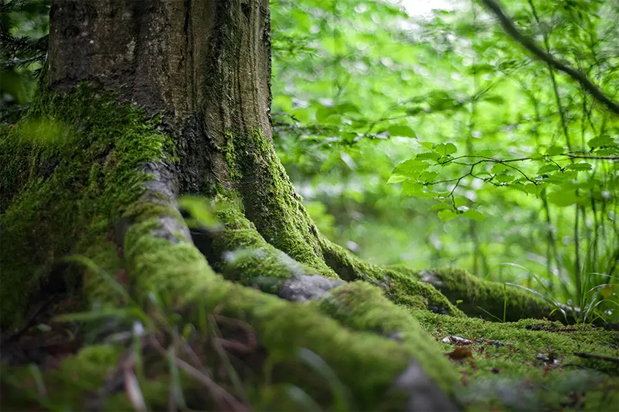 Caring for the environment forest